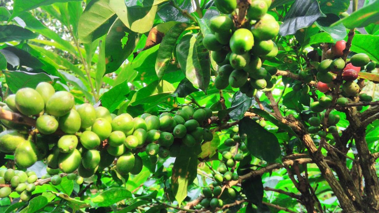 Leeland Munnar Acomodação com café da manhã Exterior foto